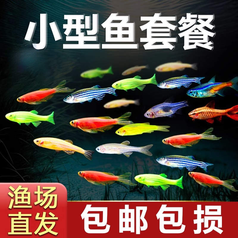 斑马鱼观赏鱼热带好养宝莲灯淡水金鱼苗天使孔雀小型红绿灯科小鱼