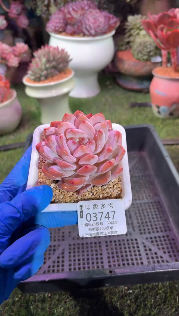 【闪购商品】03747