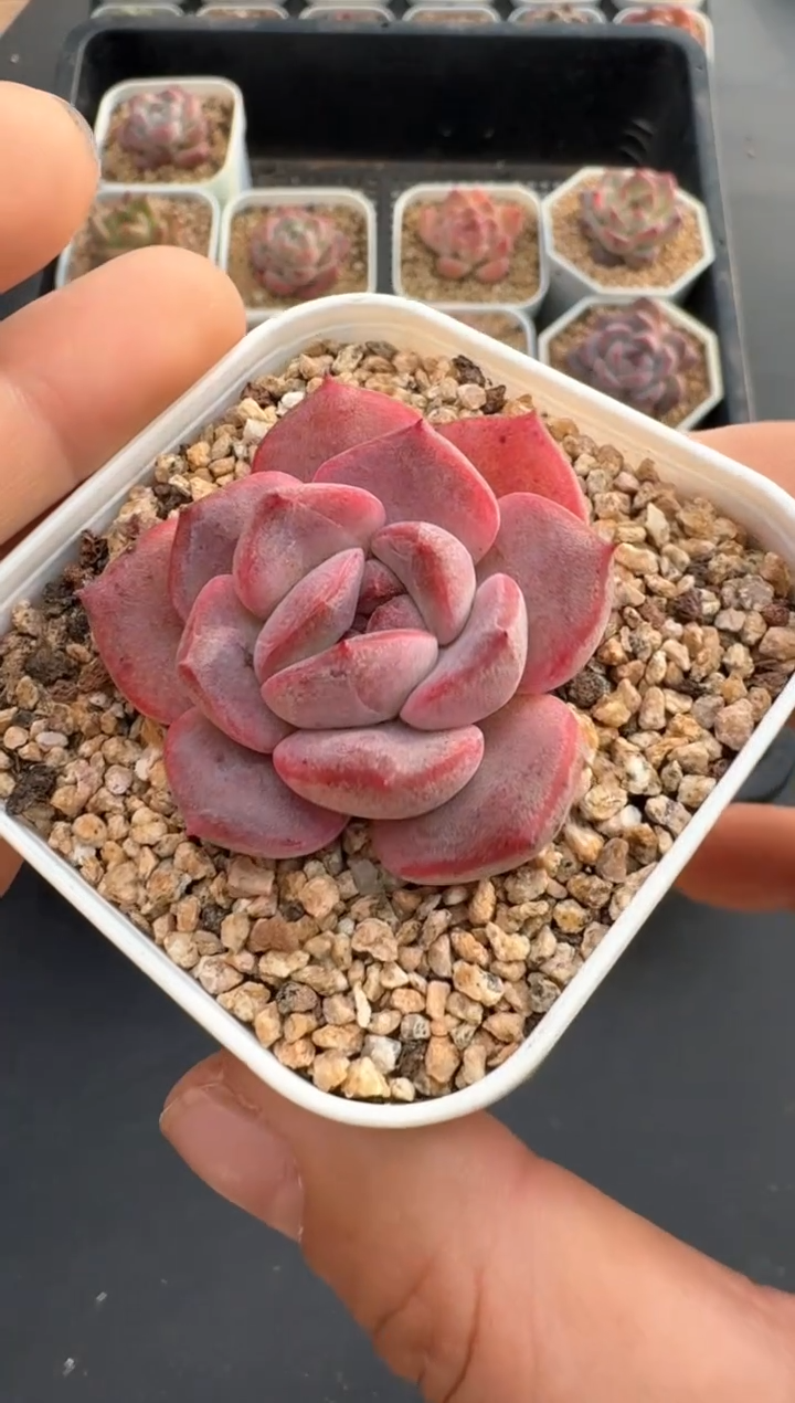 【闪购商品】501C物拍多肉带盆土6.5杯拍3颗包柚