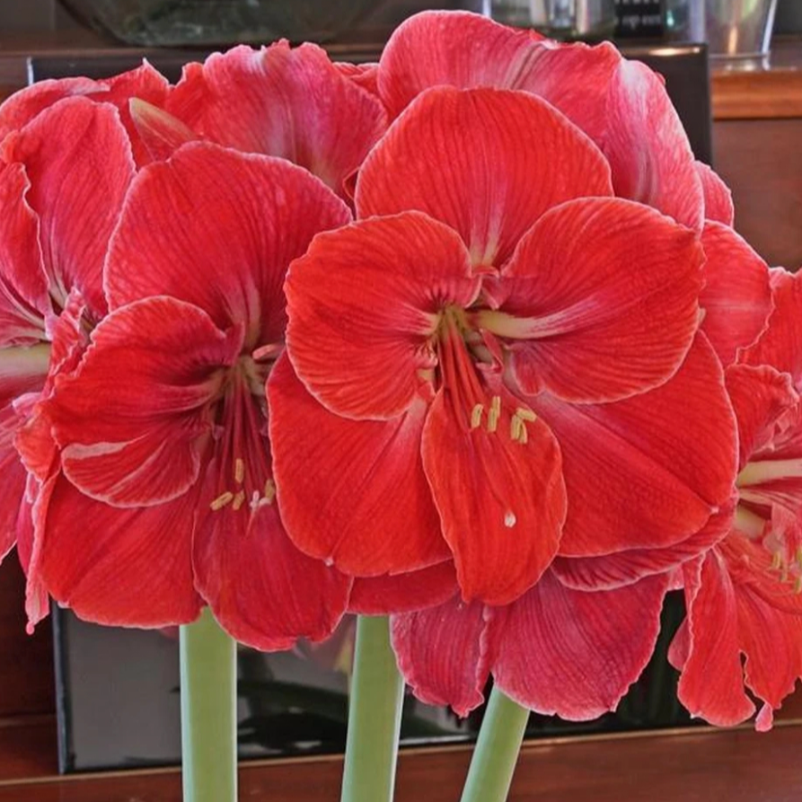 【神奇】★原生北方成熟朱顶红种球室内外盆栽花卉