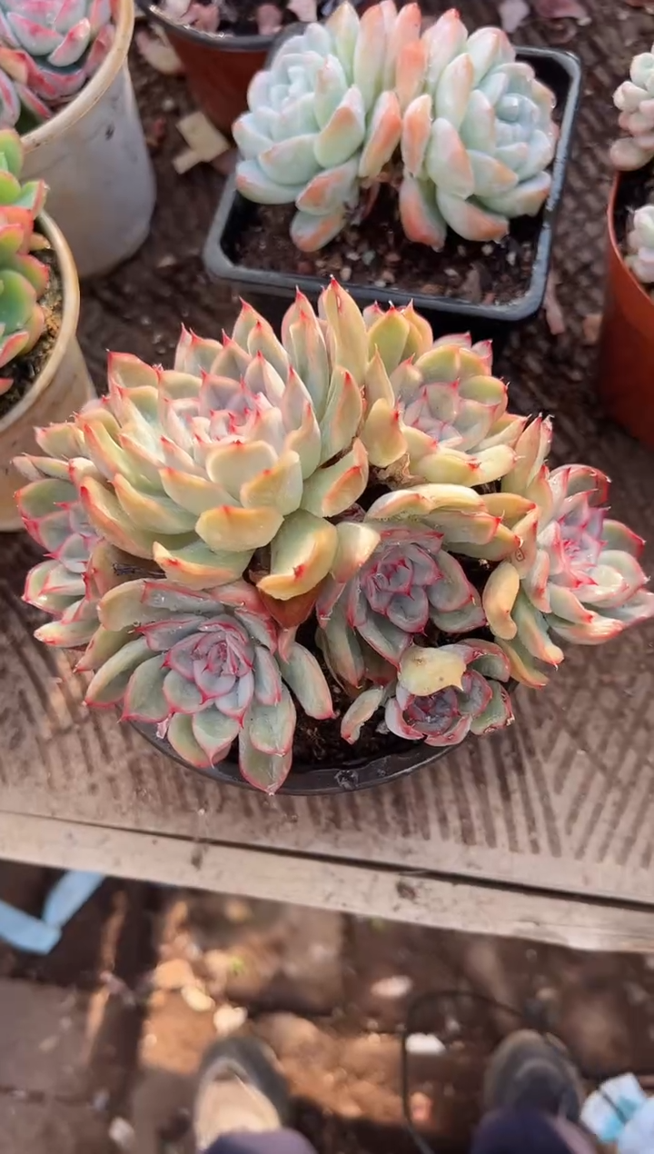 柚***⊙多肉植物一物一拍25261