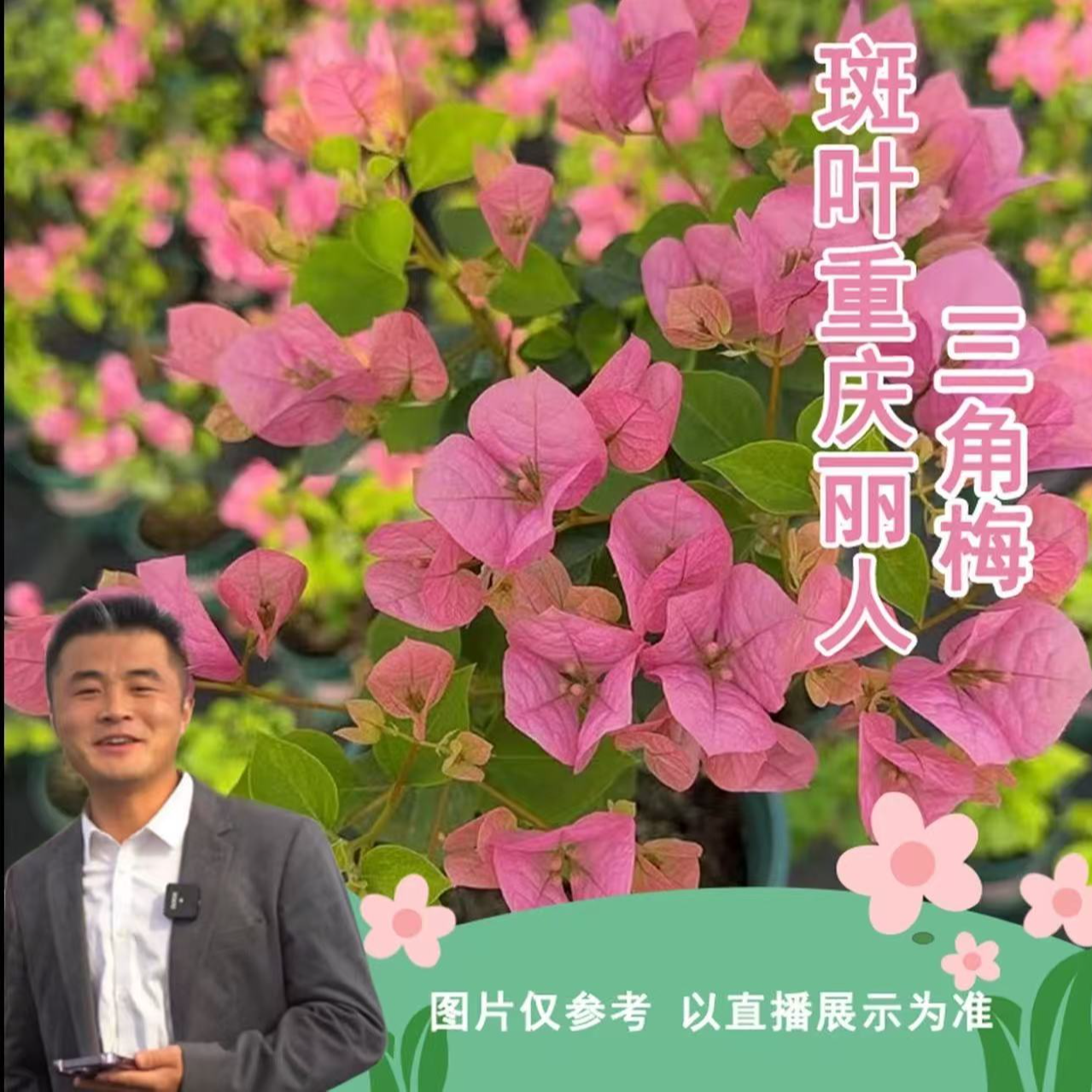 【热植馆】暗斑重庆丽人三角梅盆栽喜光易养护勤花室内室外阳花卉