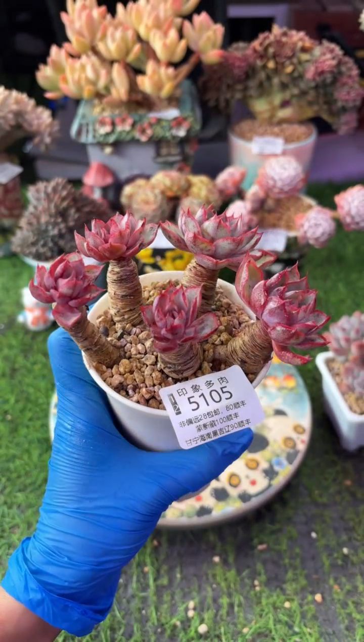 昆明印象多肉5105