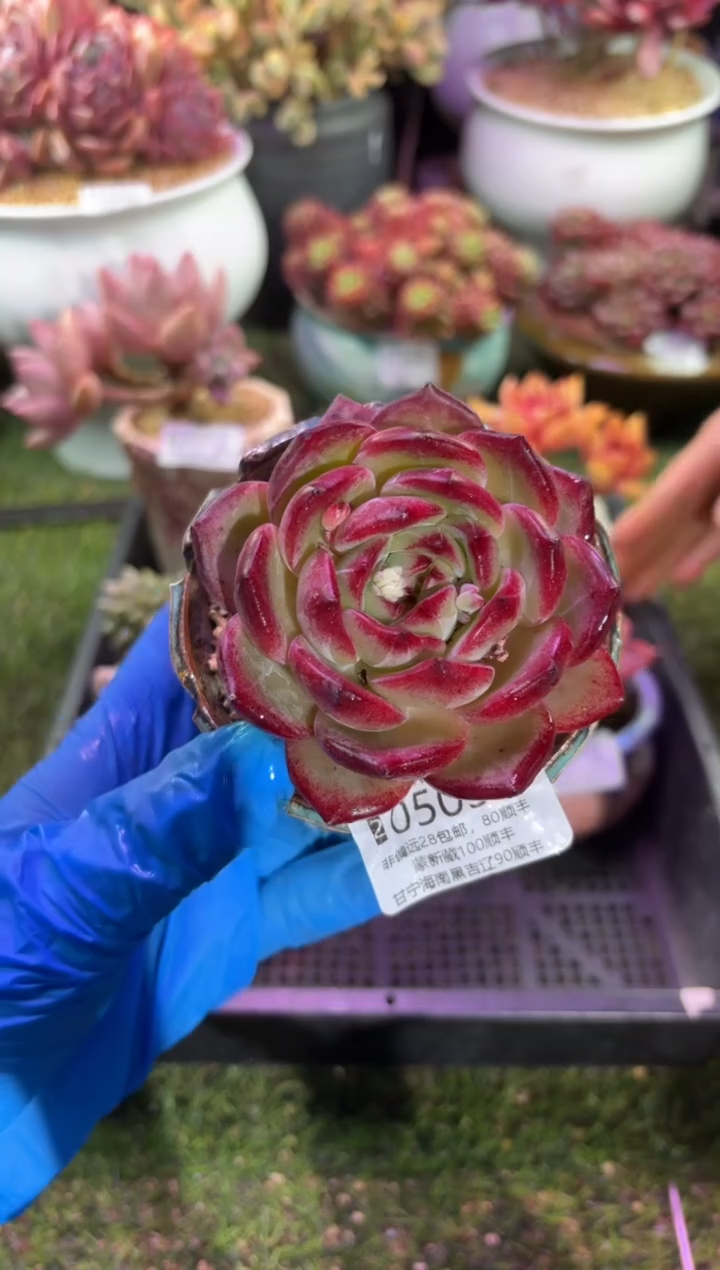 【闪购商品】05031脱土带盆