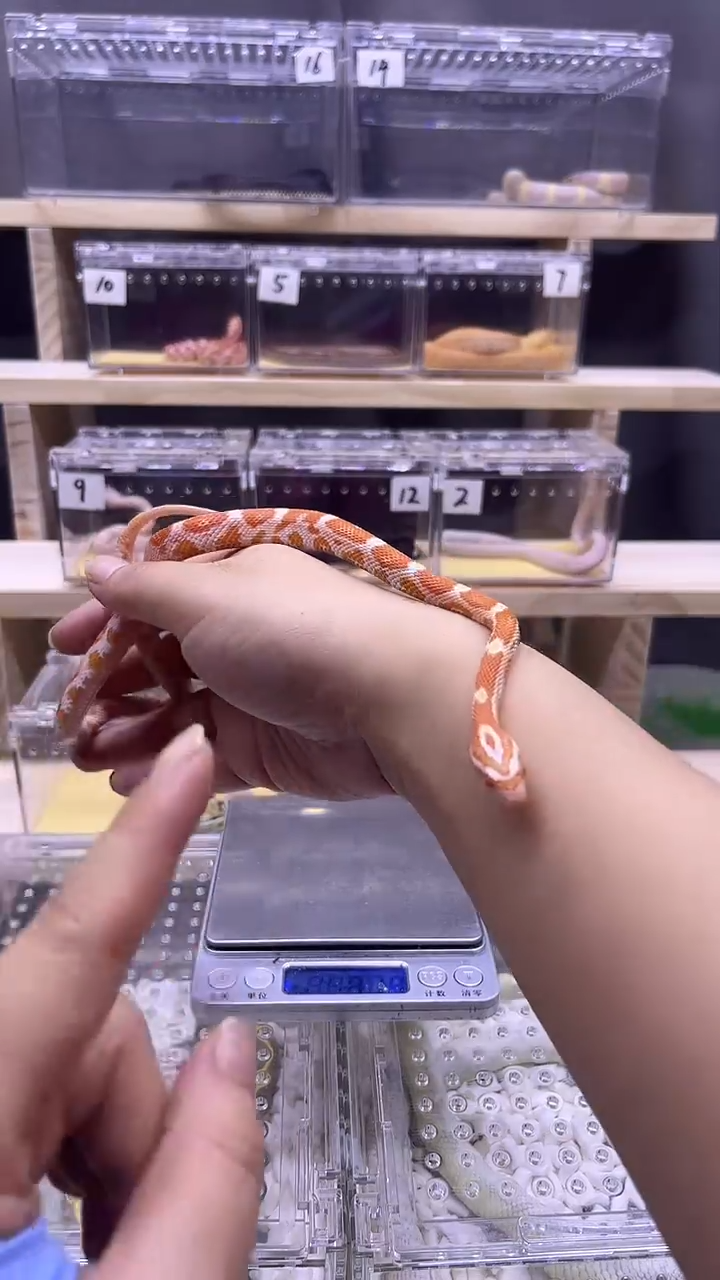 蓝舌石龙子精品奶昔玉米（大苗母）