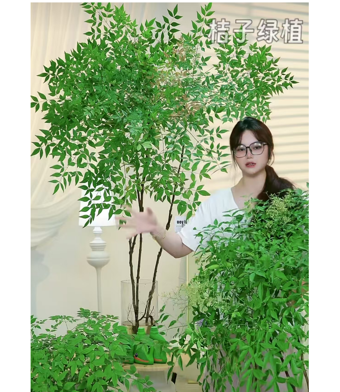 水培南天竹带根好养水培绿植室内客厅绿色小森林