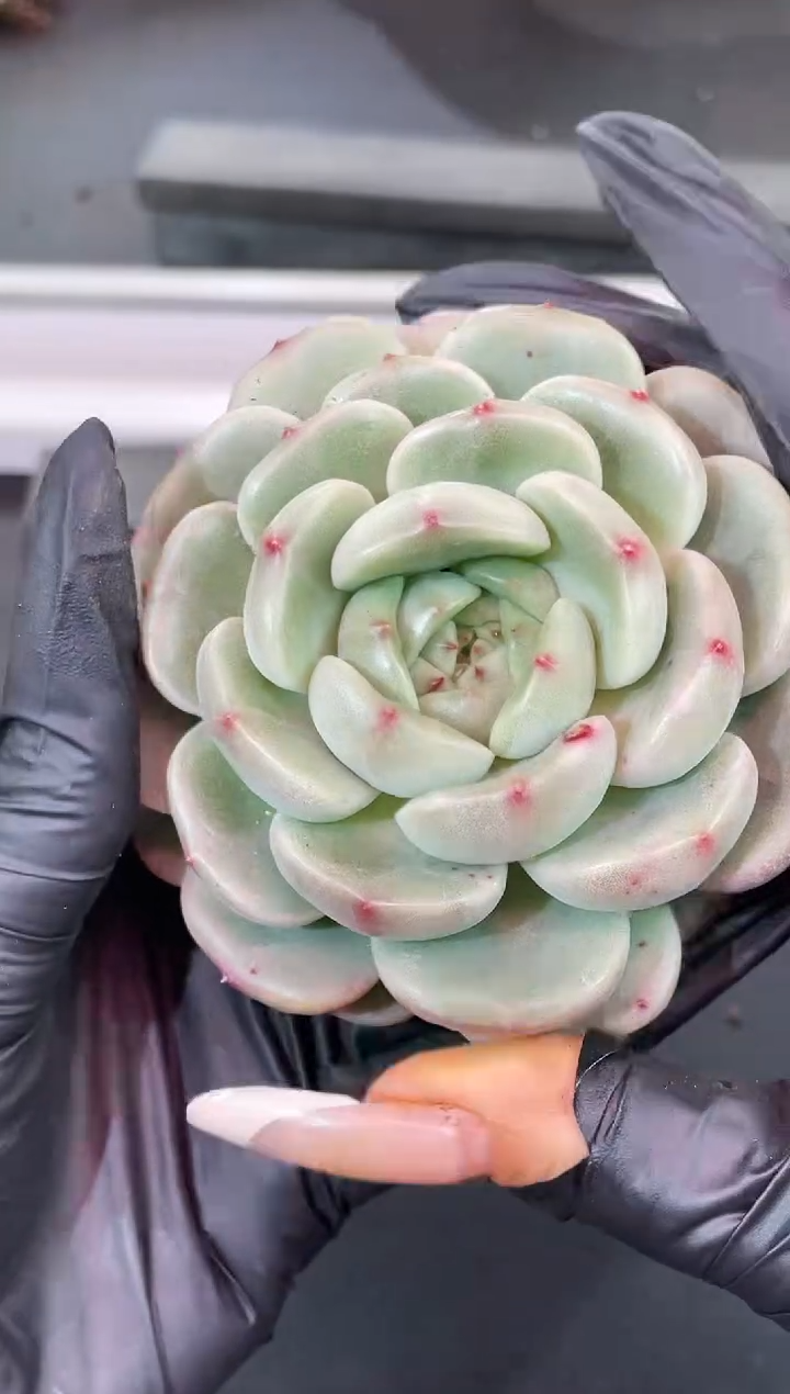 闪购2008  翡冷翠多肉一颗  8厘米