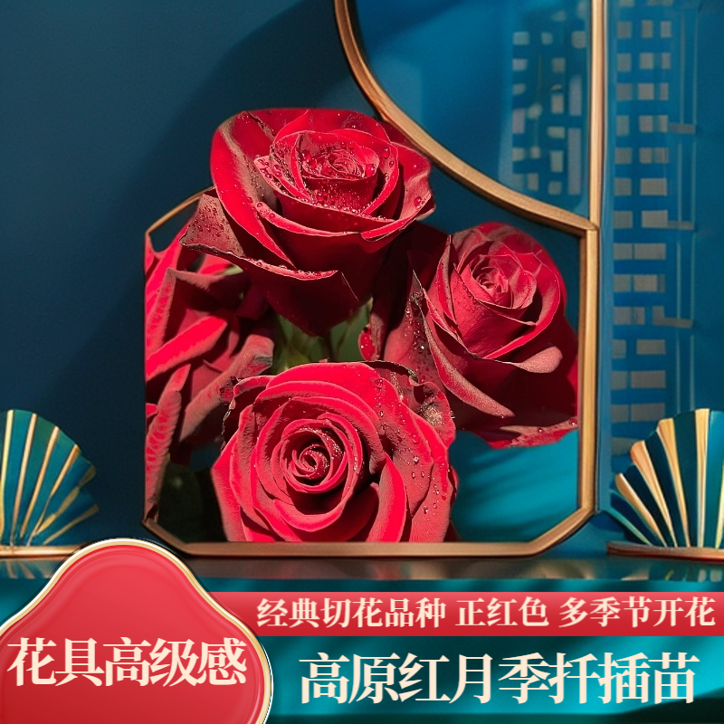 高原红切花玫瑰红色大花月季扦插苗庭院阳台绿植多季节盆栽花苗