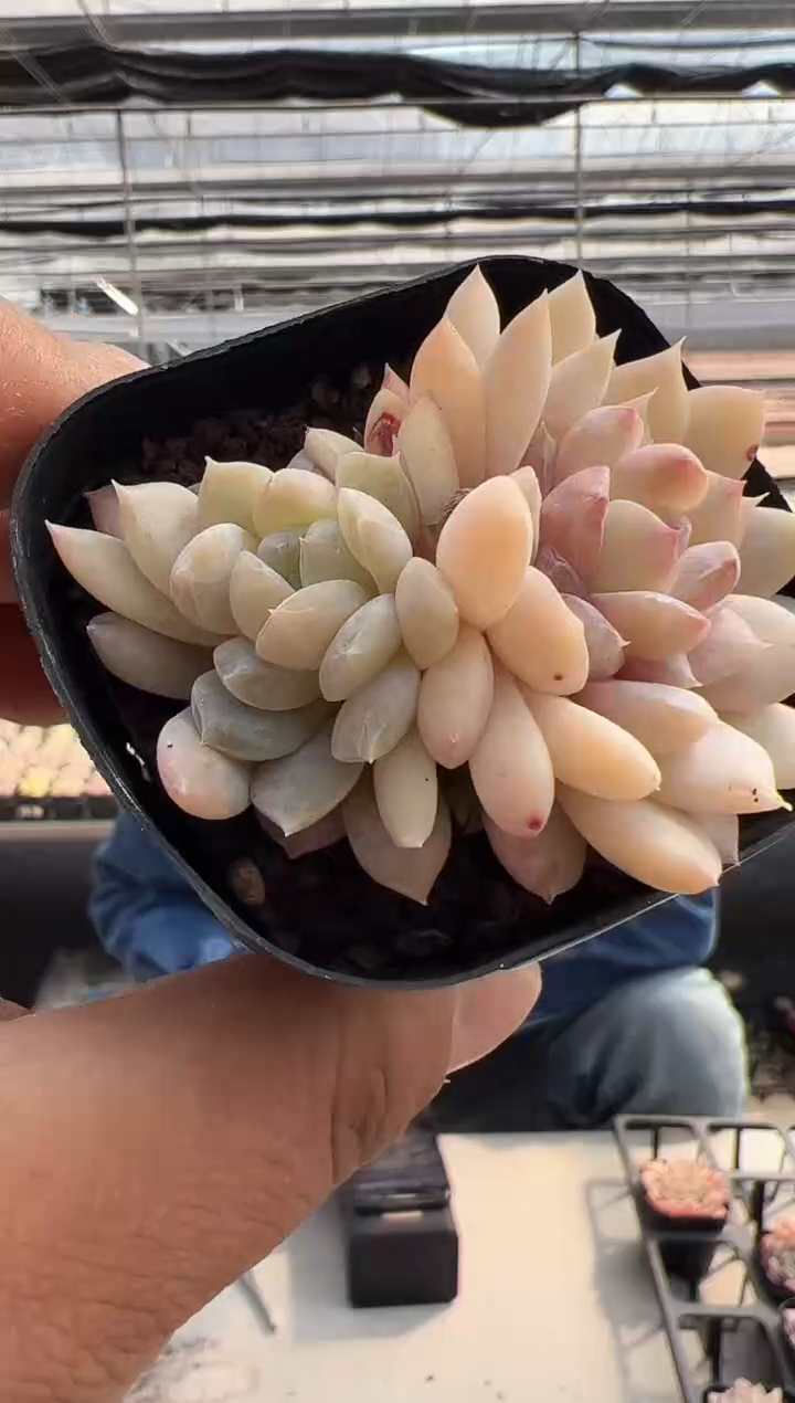 【闪购商品】粉红泡泡-02