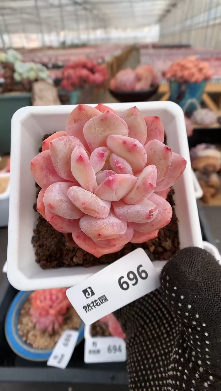 【闪购商品】696雪天使一物一拍