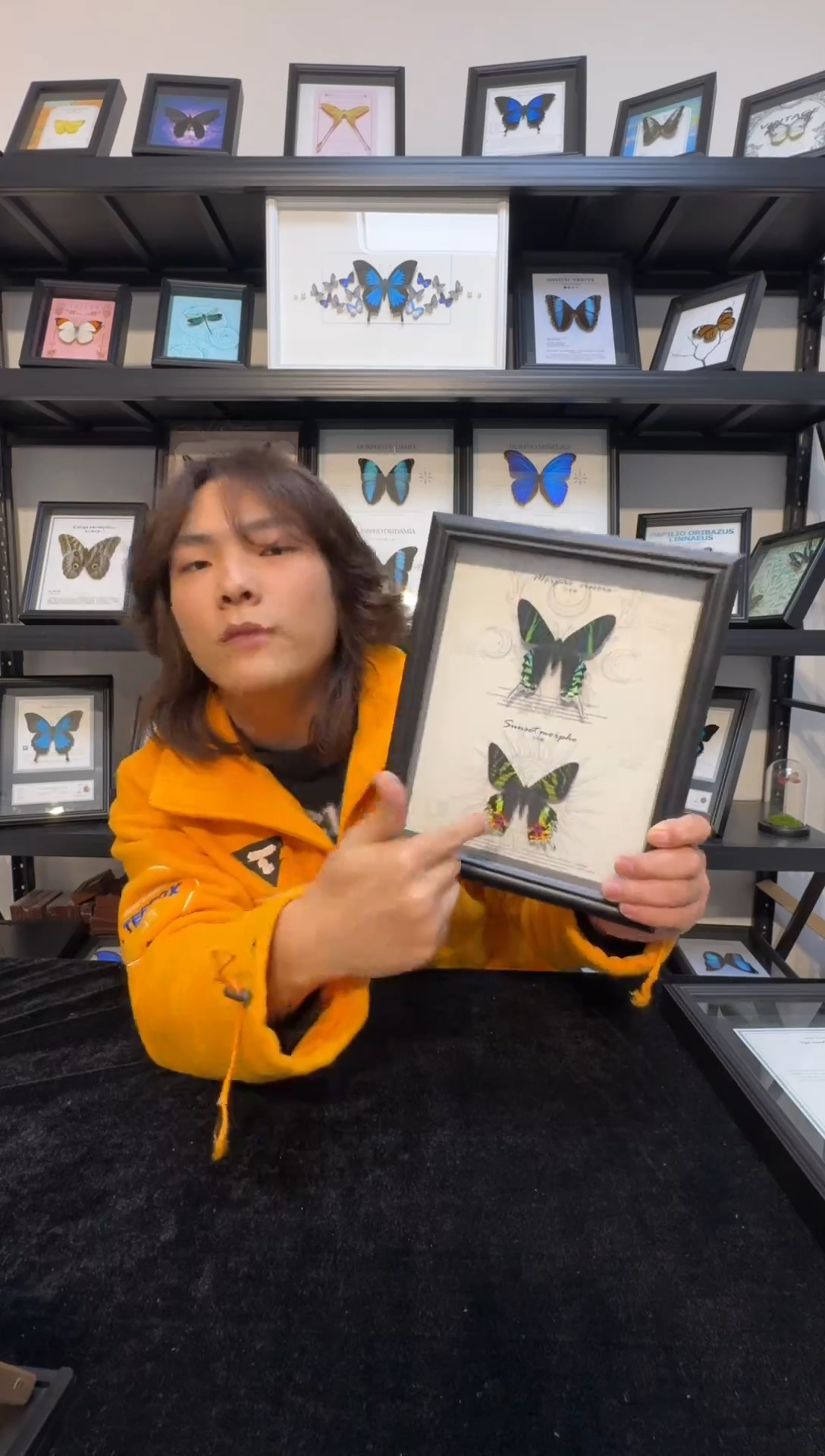 玻璃真实蝴蝶标本