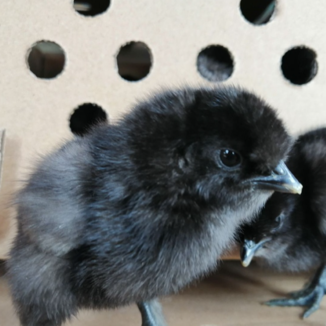 宠物鸡 五黑 包邮60只