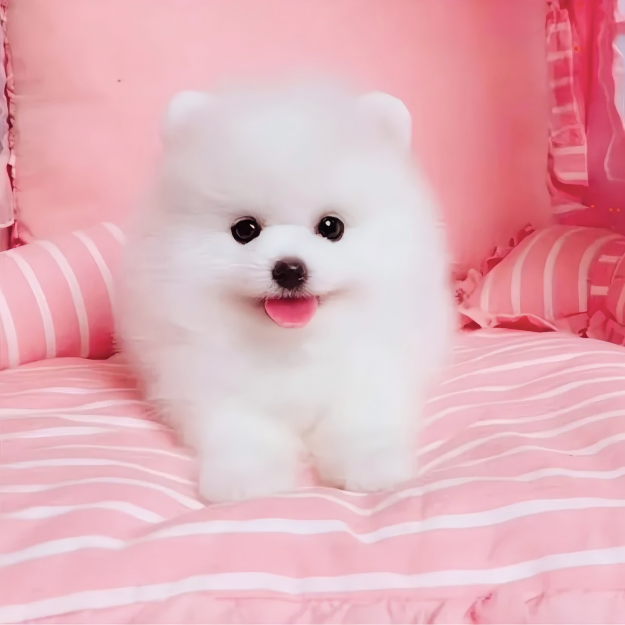 y博美幼犬俊介茶杯犬可爱田犬比熊小型犬袖珍宠物狗狗活物长不大