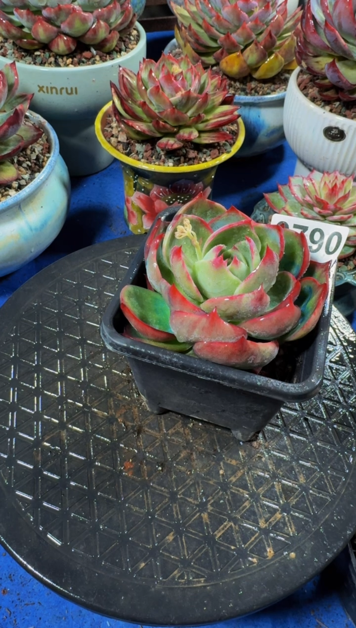 【闪购商品】0790惊鸿仙子（裸根发货）