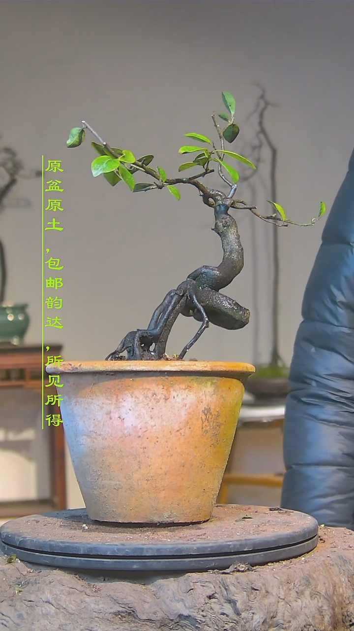 【闪购商品】灌木金弹子直供基地，来捡漏