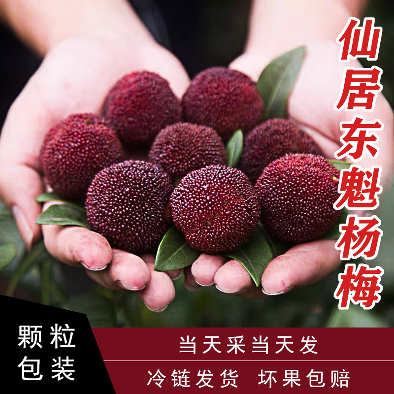 【仙居东魁杨梅颗粒装】杨梅老树现摘 20-35g 当季水果酸甜肉厚核小