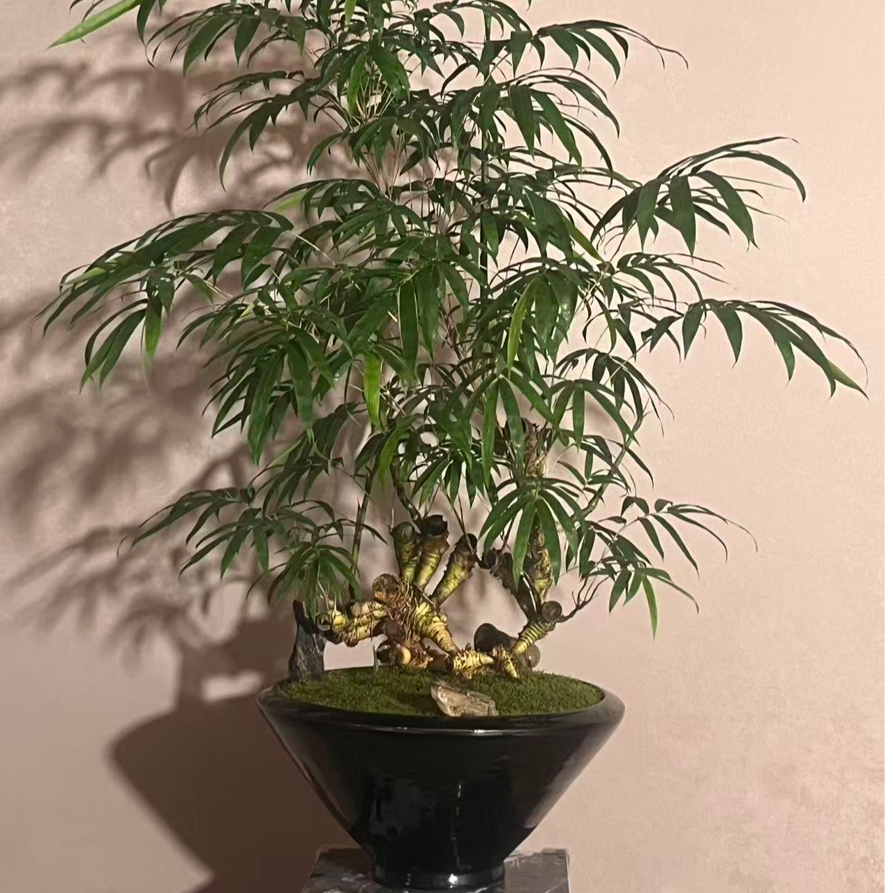 【言一精选】顺丰发货 A003（金蟾进宝）怪桩金丝佛肚竹/老桩/怪桩头