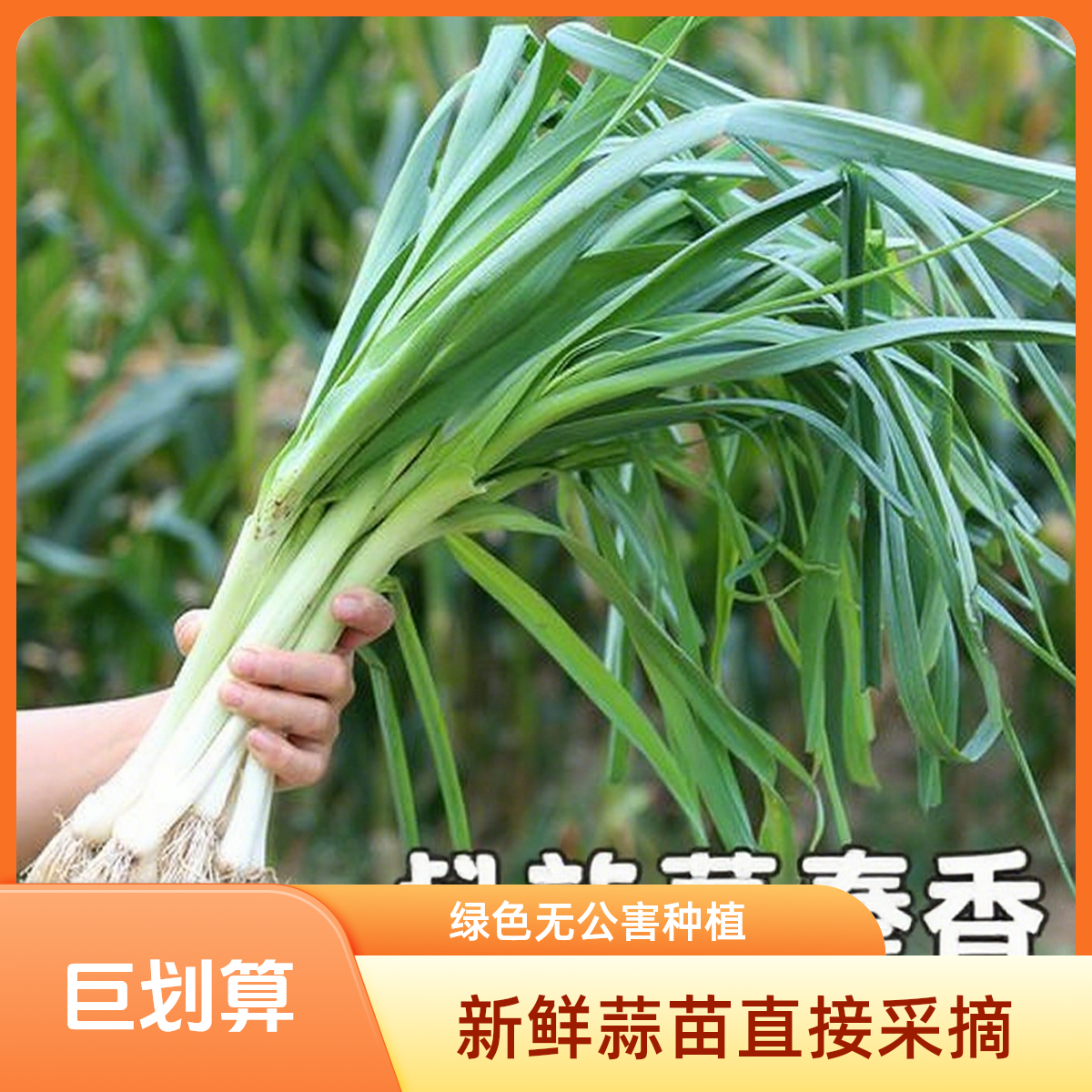 【小鱼儿生鲜】现拔现发本地蒜苗青蒜2/3斤±2两【顺丰包邮送货上门】蒜苗