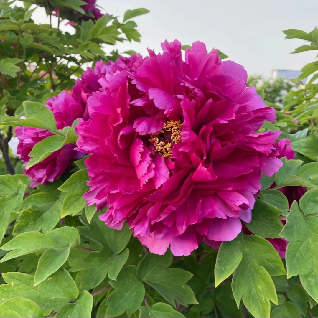 盆栽牡丹(紫二乔)原盆原土自然盆栽优级春天开花室内庭院绿植花卉