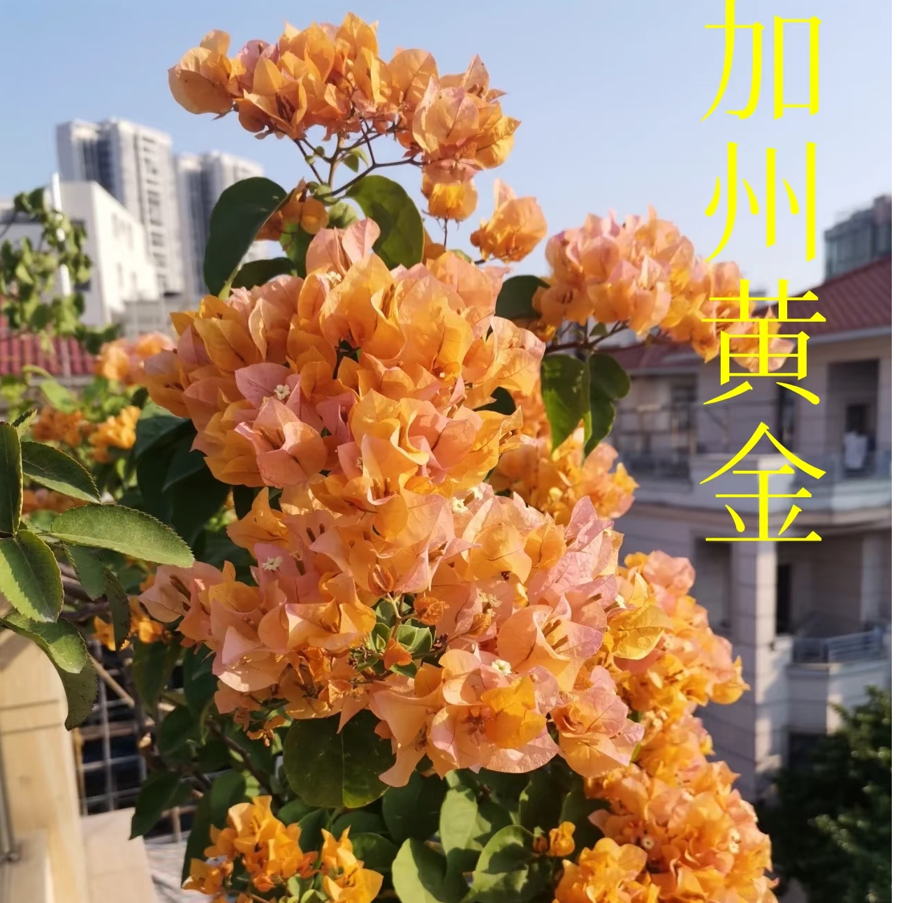 加州黄金三角梅盆栽庭院阳台爆花强花卉新手易养护