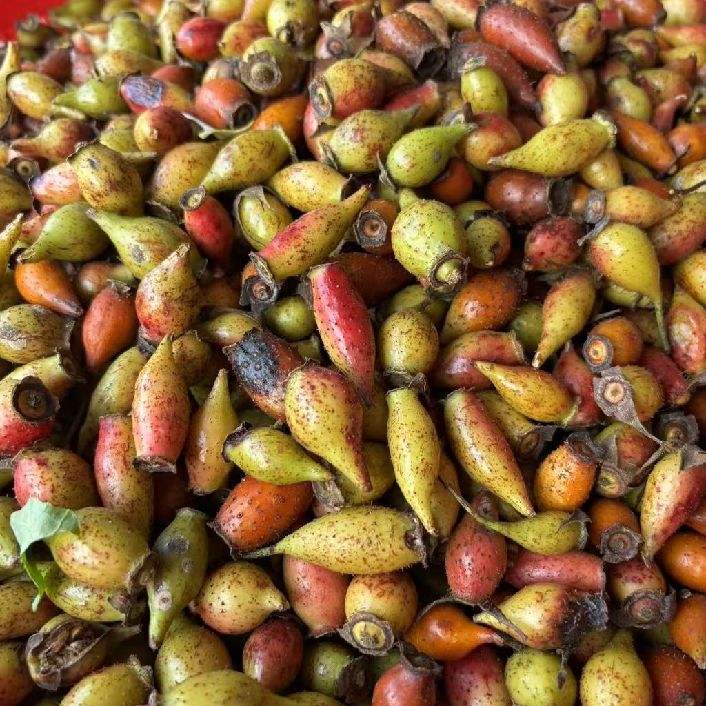 贵州三穗高坡生鲜金樱子