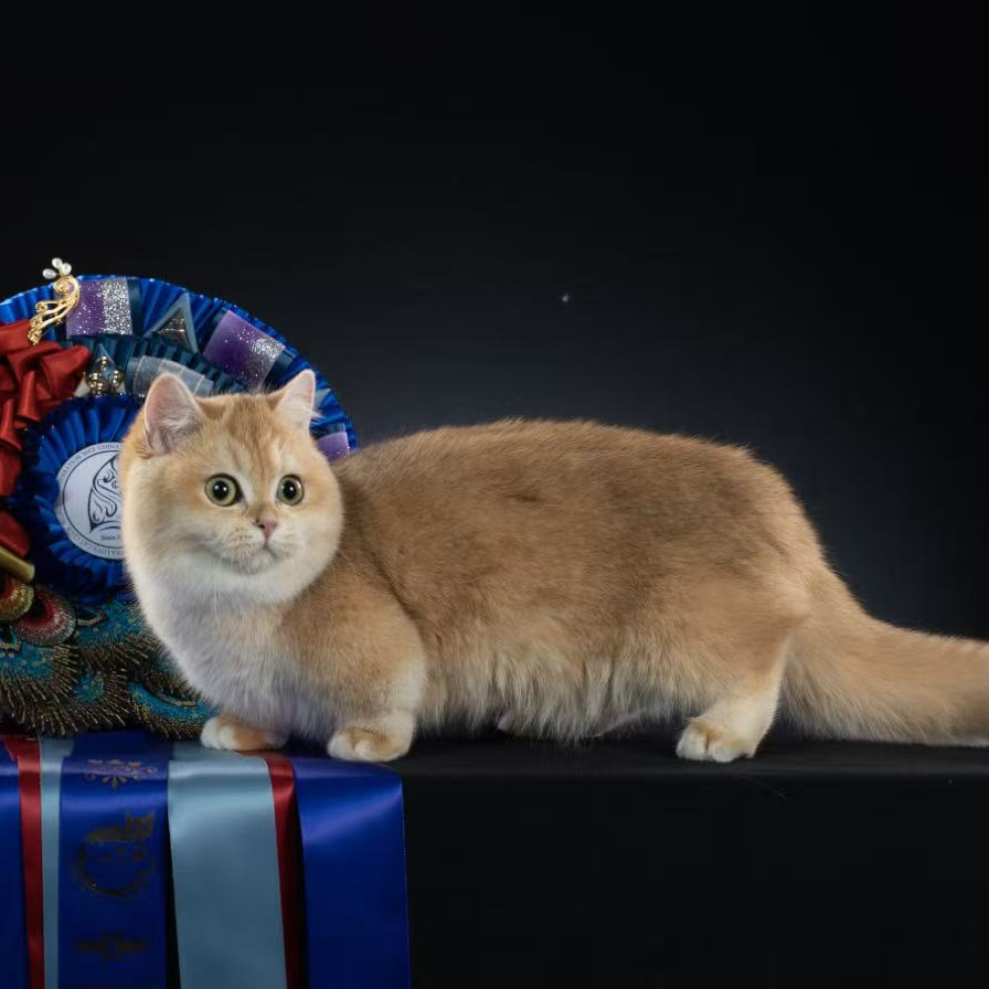 自由萌宠猫猫活体链接