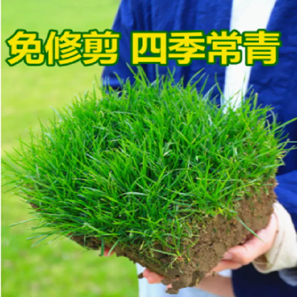 【直播二】四季常青免修剪草坪种子地毯草籽庭院绿化固土耐旱护坡