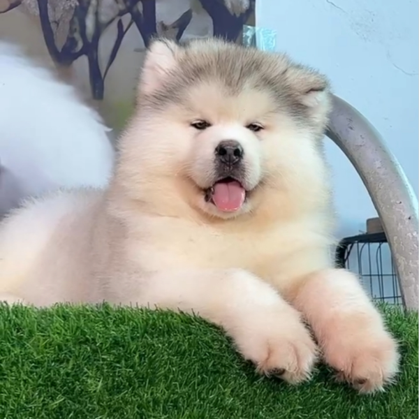 博阳萌宠阿拉斯加聪明温顺乖小狗高级宠物看家护院