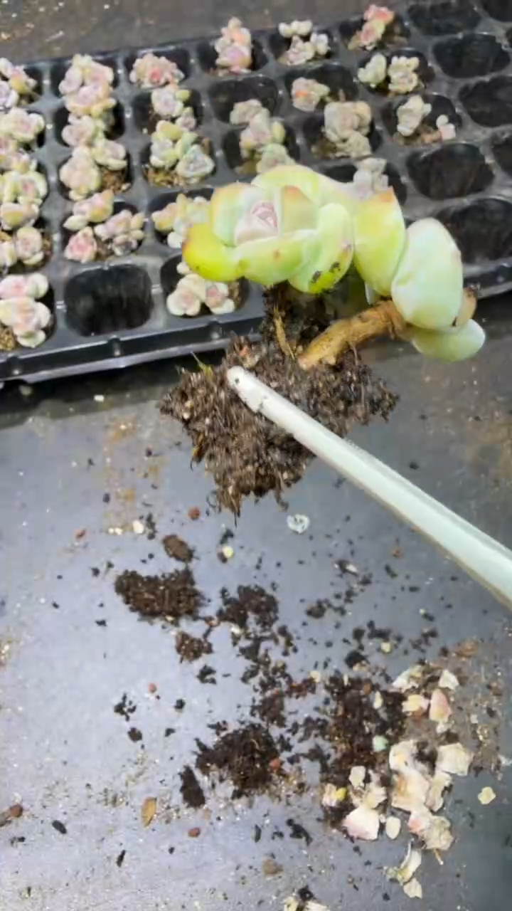 24号星影小树到手【1】棵