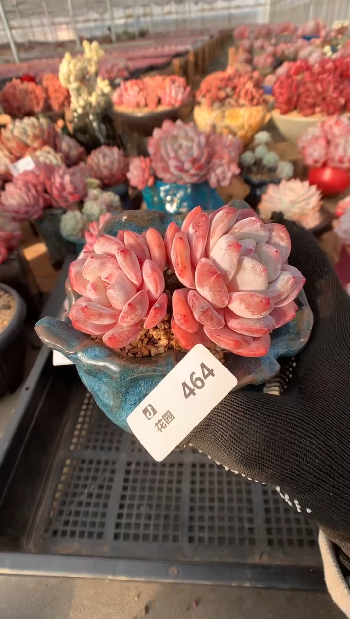 464雪天使多肉植物一物一拍