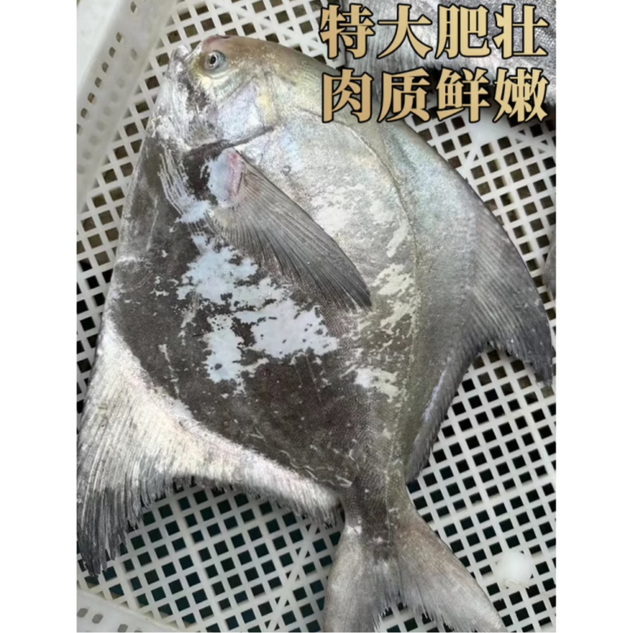 新鲜热气东海鲳鱼 0.75-1斤/ 条全国新鲜热气发货