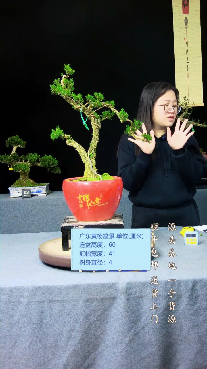 【闪购商品】黄杨盆景黄杨盆景