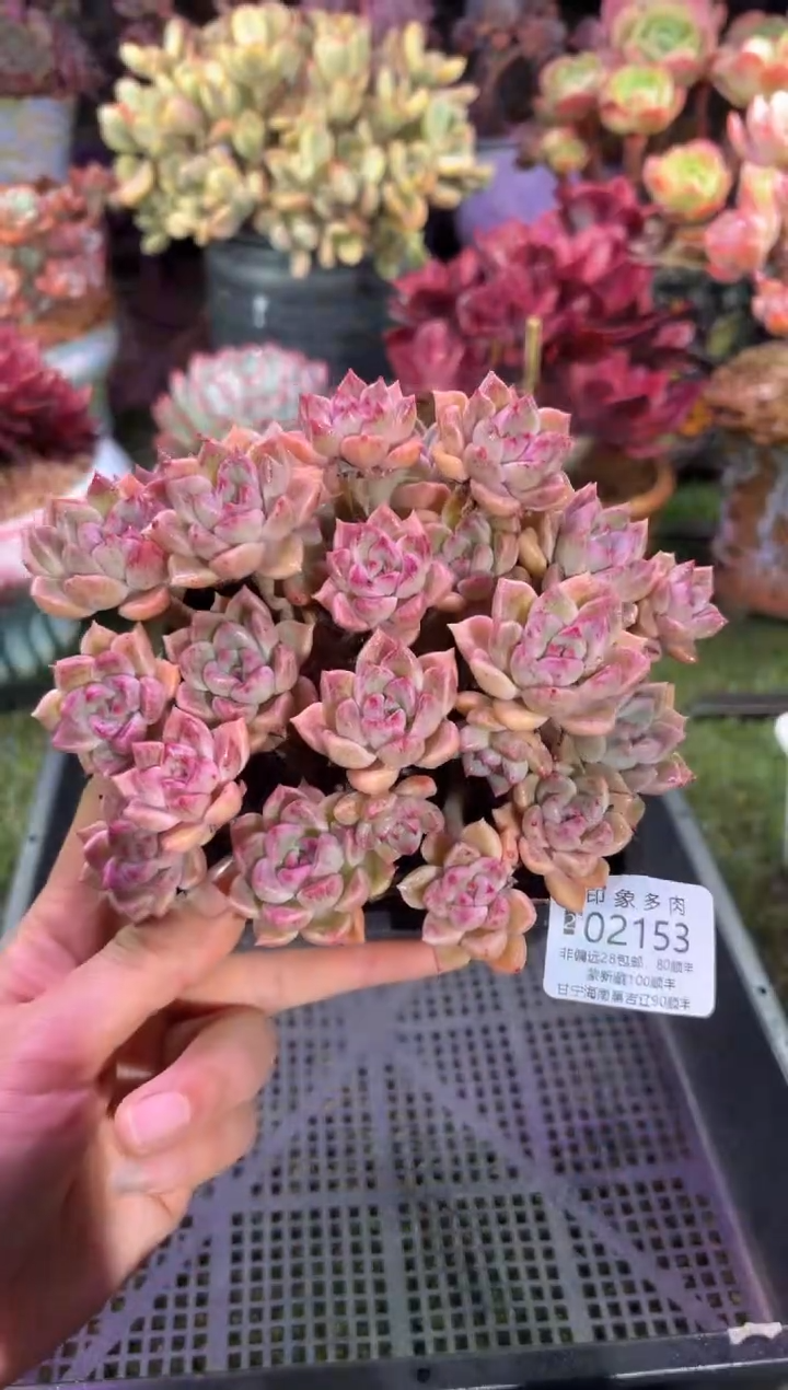 【闪购商品】02153