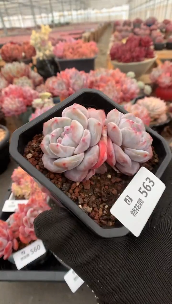 563星影多肉植物一物一拍