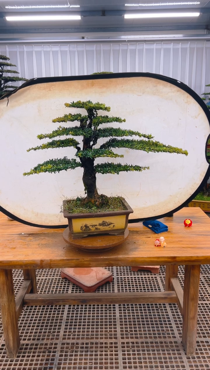 【闪购商品】紫砂精品盆景直播间一物一拍