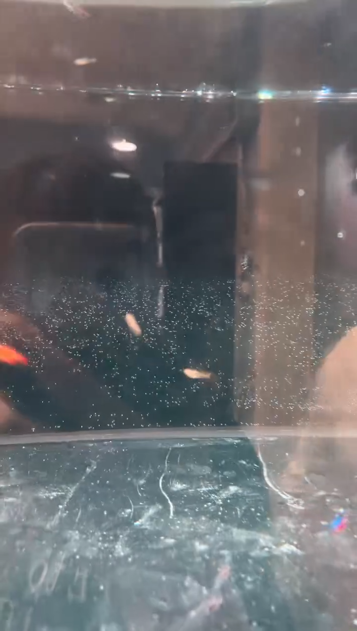 海水绯红巧克力灯鱼5条