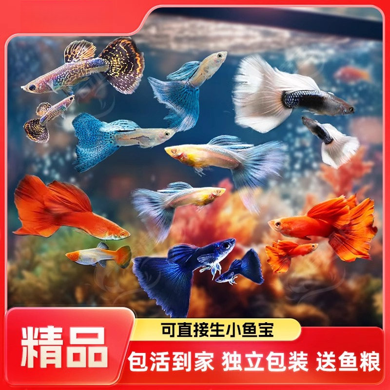 孔雀鱼活体热带观赏鱼淡水小鱼易繁殖耐活金鱼凤尾大尾斑马鱼活鱼