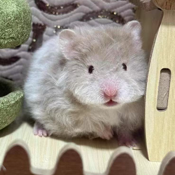 【家养包活15天】长毛金丝熊波利仓鼠可爱健康直毛卷毛宠物活体