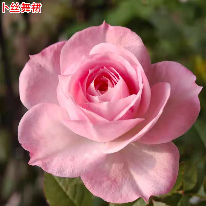 新品卜丝舞裙月季苗微月灌木浓香抗病庭院阳台盆栽四季开花