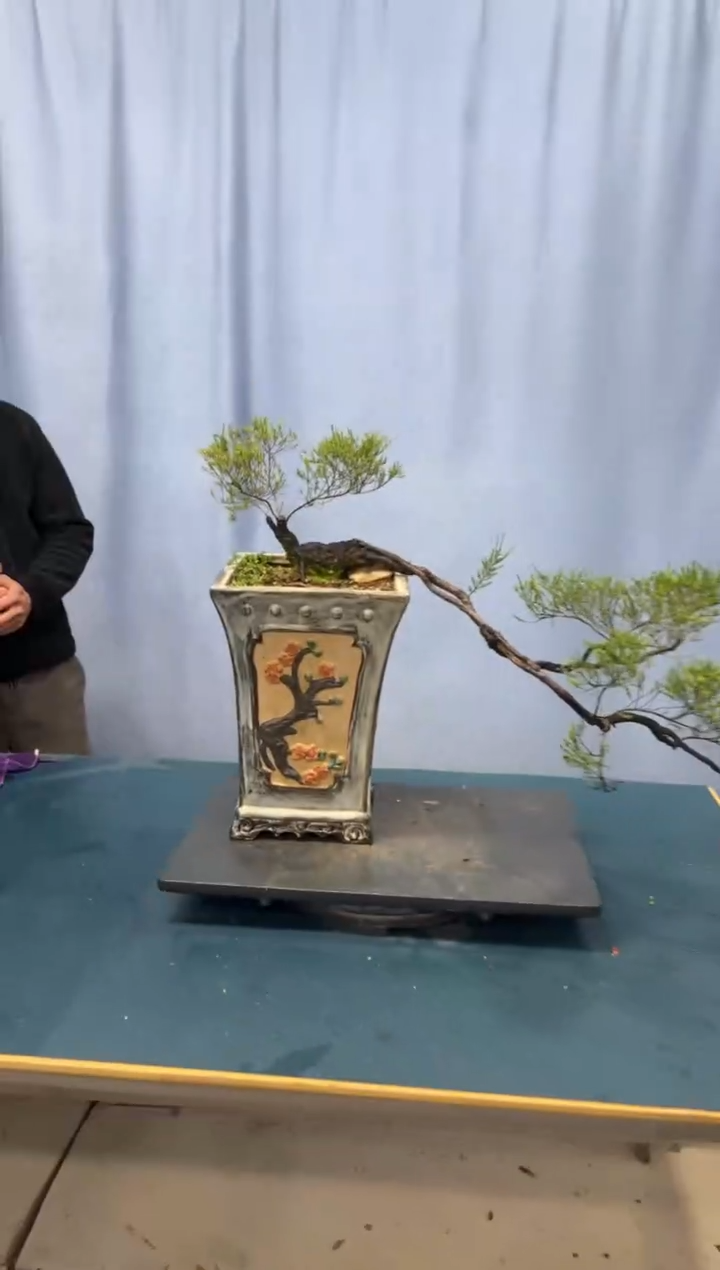 【闪购商品】盆景岗松