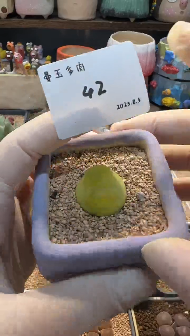 N*25.8.5-42多肉