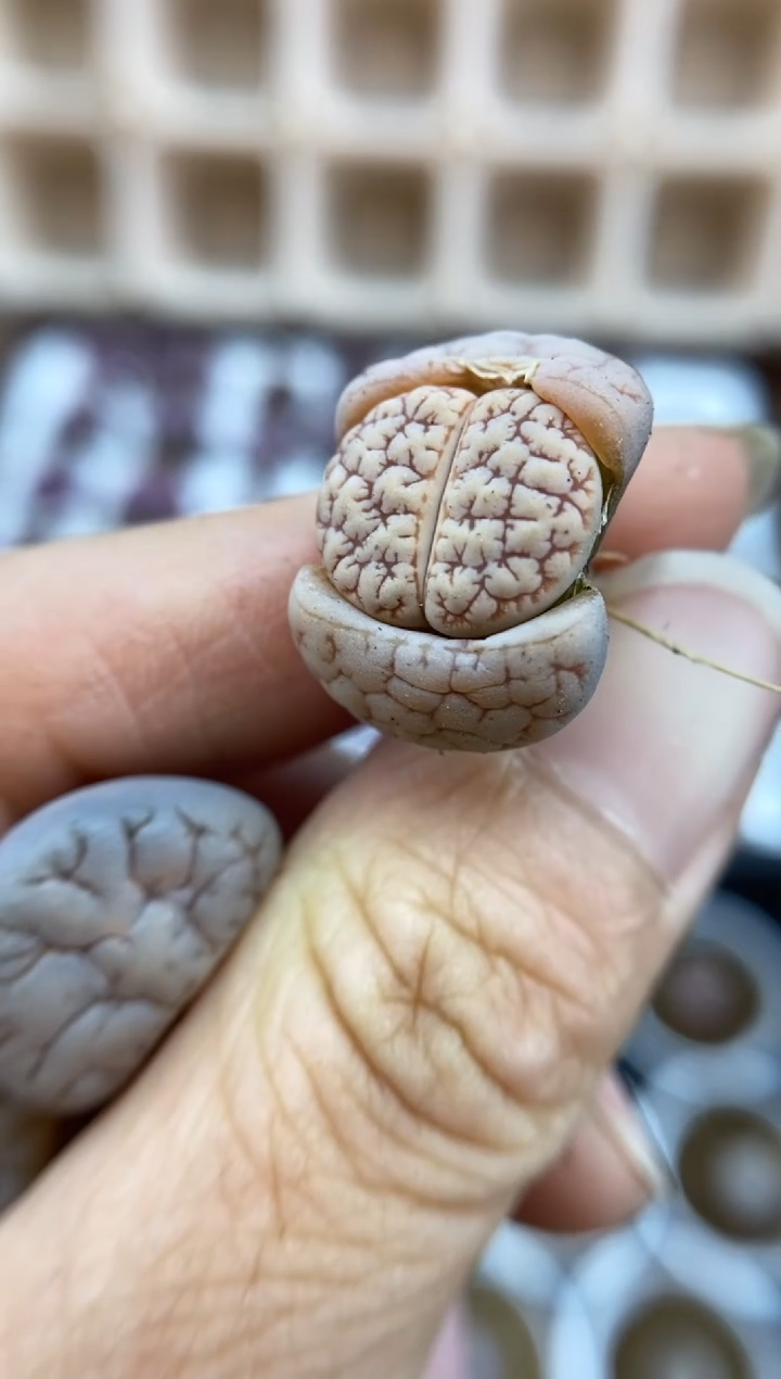 【闪购商品】5823直播一物一拍