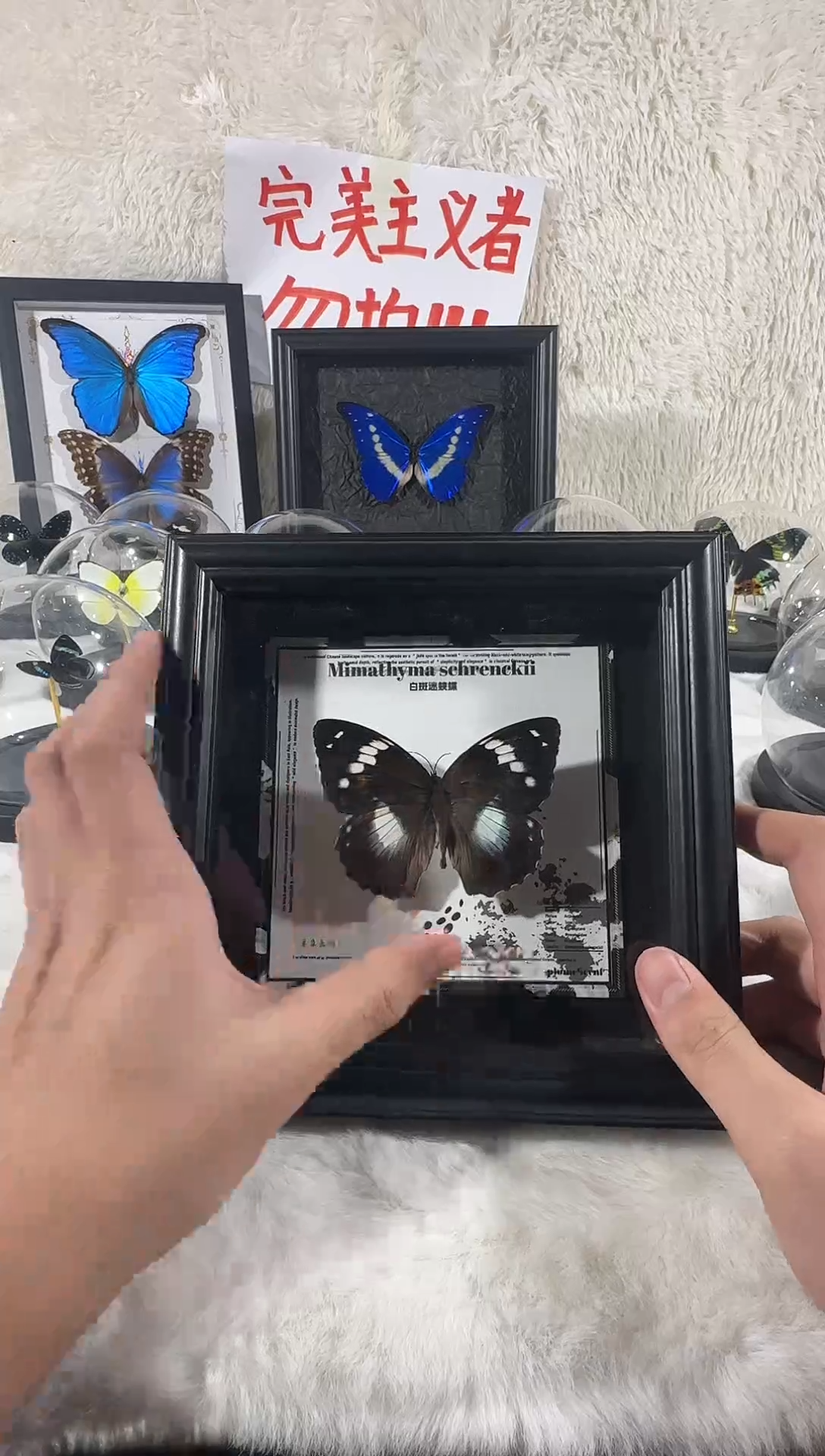 木白斑迷蛱蝶新 