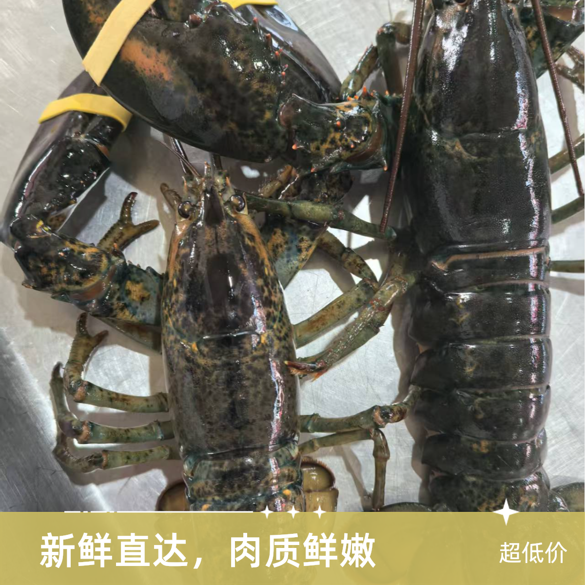 【保鲜不保活】波士顿龙虾 一只一斤左右