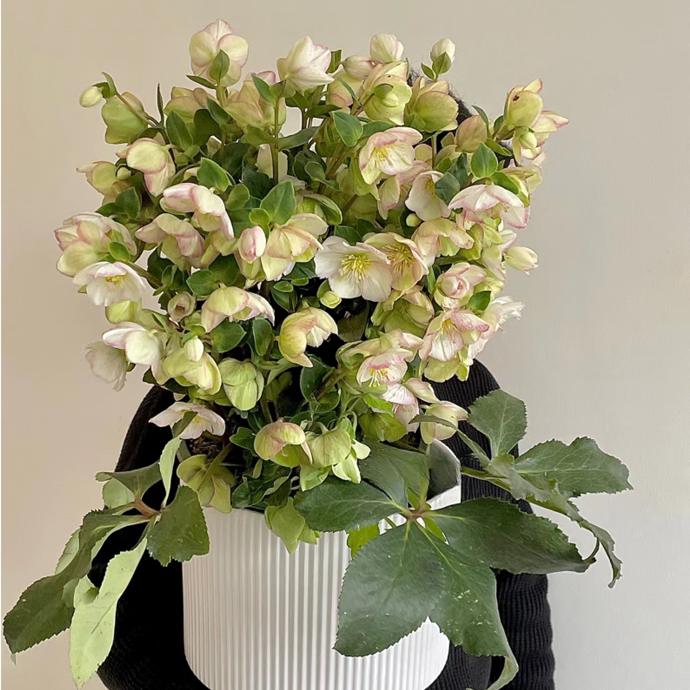 铁筷子-粉晶(1.5加仑)耐寒耐阴好养冬春庭院植物花苗花卉盆栽大盆