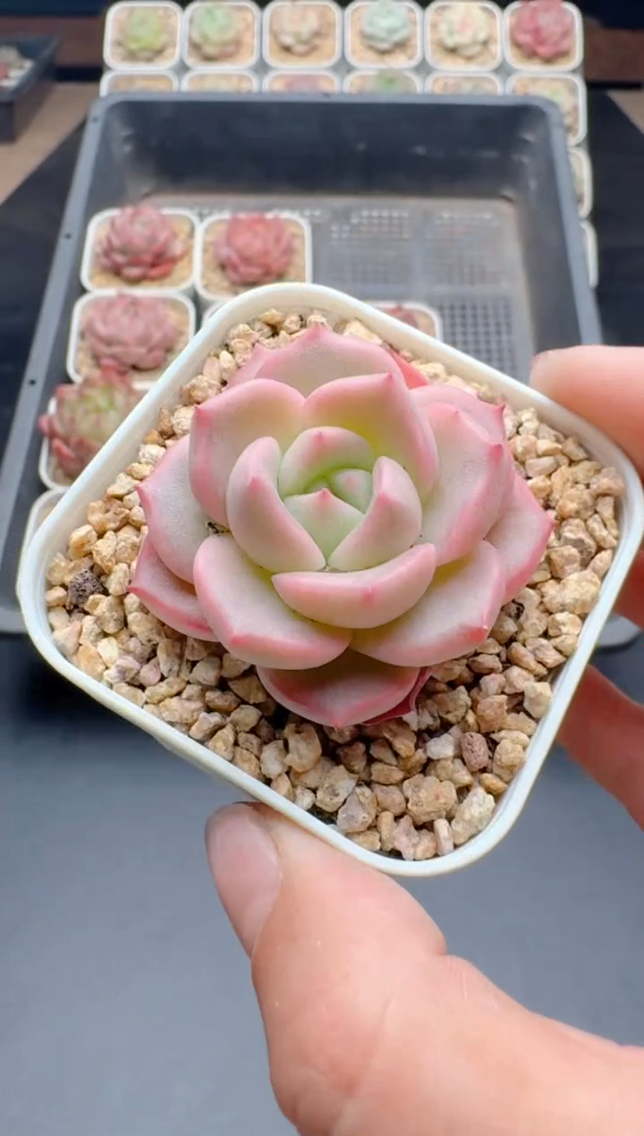 【闪购商品】331A多肉带盆土6.5杯当天拍3颗包柚