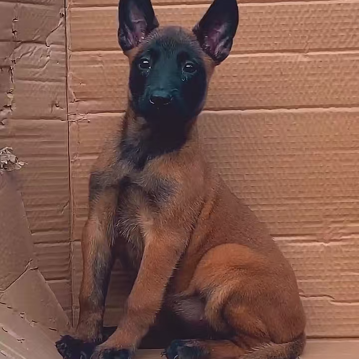 新（金牌马犬）狗狗活体