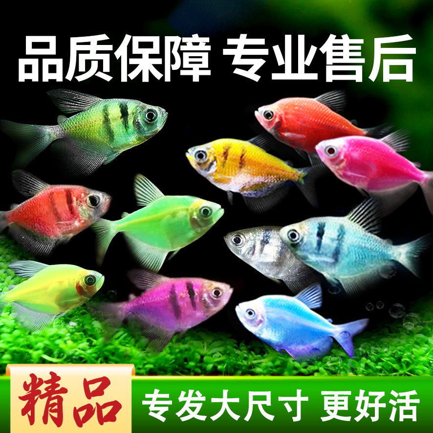 【小型鱼】水族养殖天使鱼糖果色天使拉拉鱼活体观赏鱼热带鱼活鱼