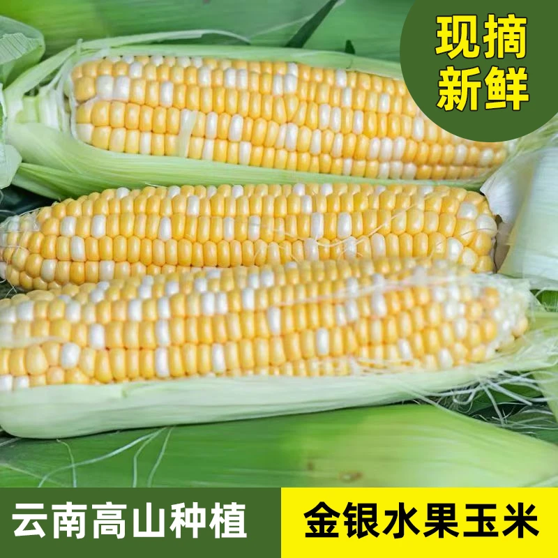 x 云南金银双色水果玉米脆甜多汁清甜脆嫩水果甜玉米