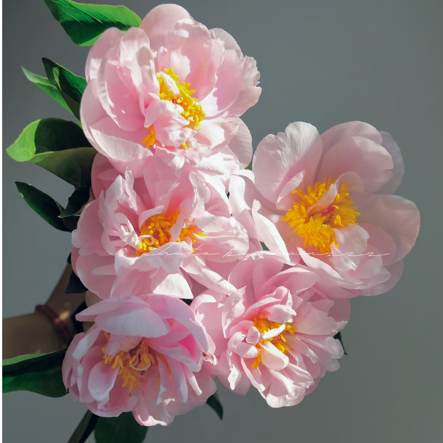 【稀有粉色先锋芍药.】山东直发 | 新鲜采摘